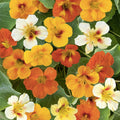 Dwarf Jewel Mix Nasturtium Seeds Organic Flowering Plant Garden Seeds Tropaeolum majus Live Plant Cutting