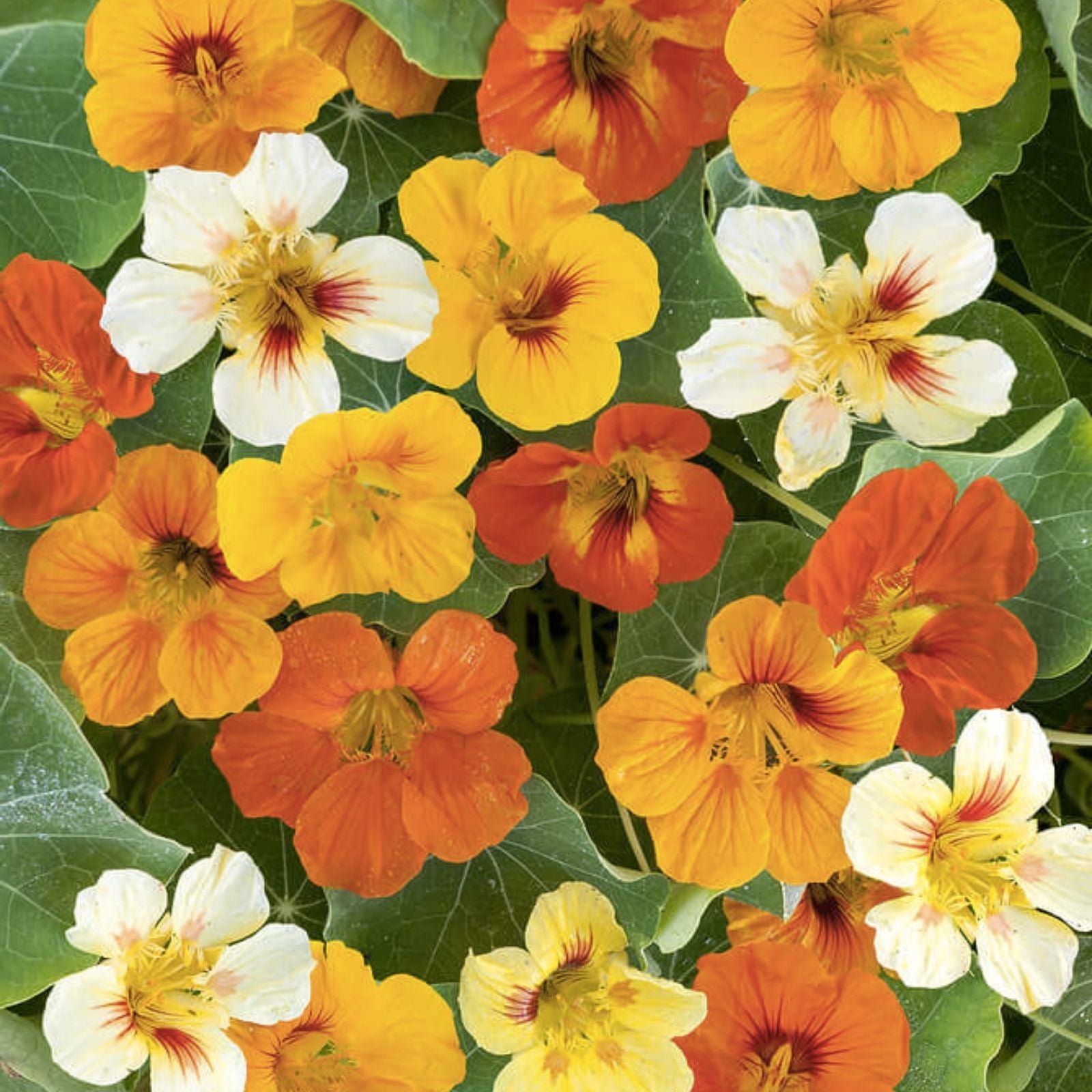 Dwarf Jewel Mix Nasturtium Seeds Organic Flowering Plant Garden Seeds Tropaeolum majus Live Plant Cutting