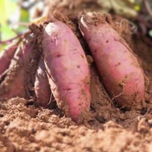 Okinawan Sweet Potato Cuttings Ipomoea batatas Organic Edible Root Vegetable Starter Plant 6" slips