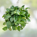Rooted Pothos Plant Cuttings Epipremnum aureum Indoor Houseplants for Home Office Decor