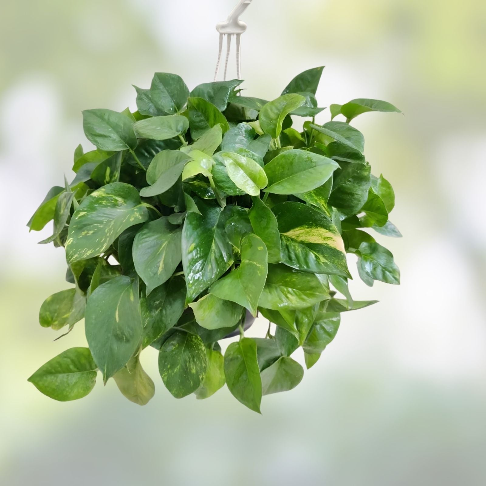 Rooted Pothos Plant Cuttings Epipremnum aureum Indoor Houseplants for Home Office Decor