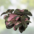 Episcia Ember Lace Plant - Rare Variegated Chimera Indoor Foliage - Unique Houseplant - Episcia spp.