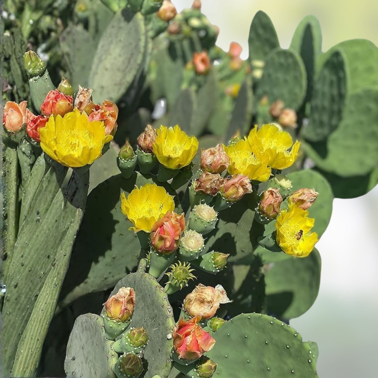 Prickly Pear Cactus Opuntia ficus-indica 10 Pads Succulent Desert Plant Drought Tolerant Houseplant