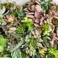 Succulent Cuttings 25 Mixed Live Unrooted Rosettes Red Jade Varieties Planting Supplies