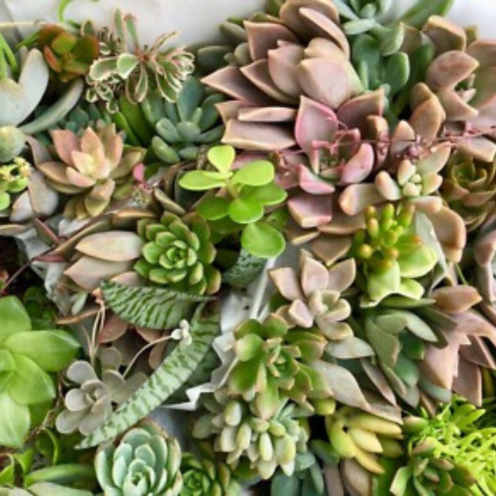 Succulent Cuttings 25 Mixed Live Unrooted Rosettes Red Jade Varieties Planting Supplies