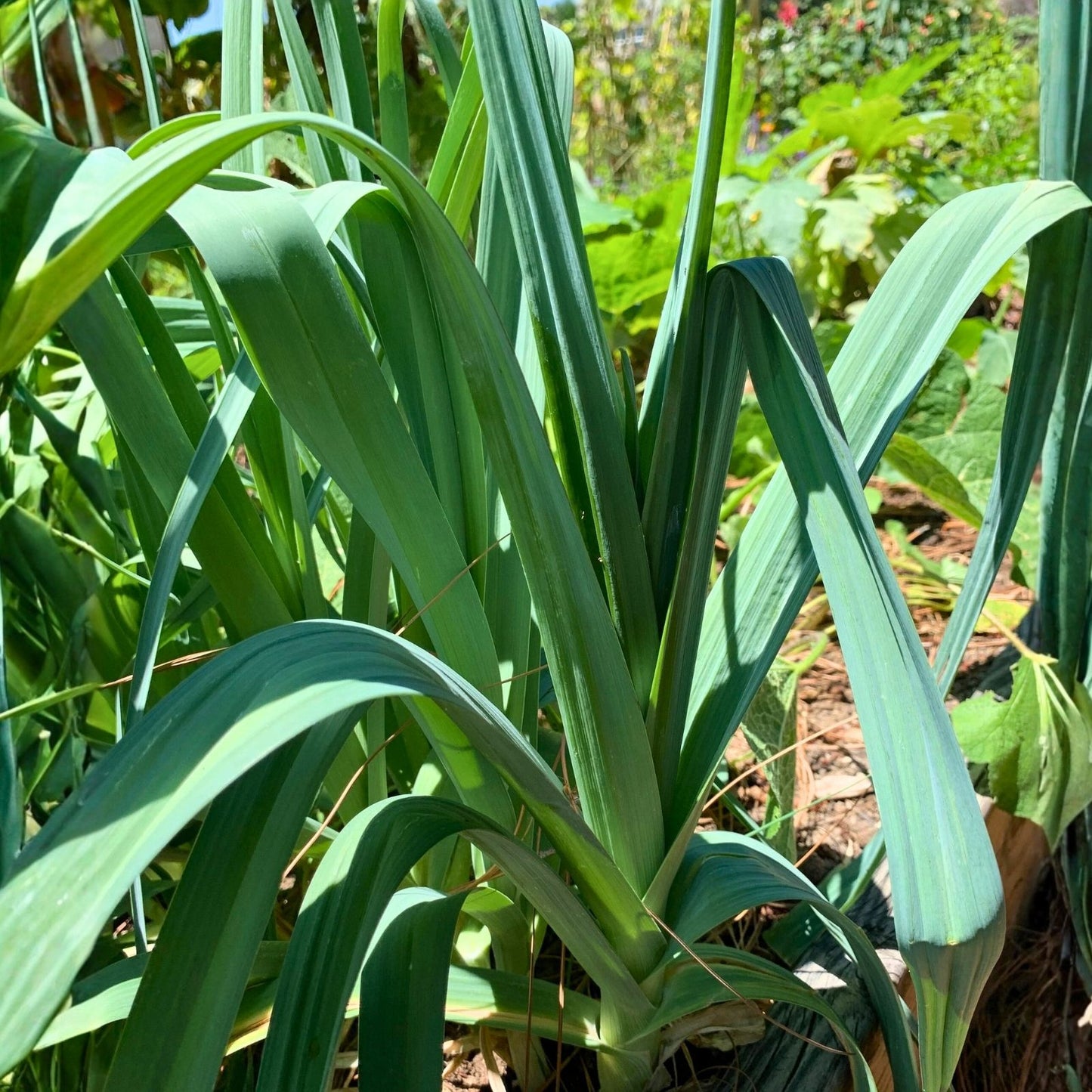 Leek Seeds Heirloom American Flag Variety Allium ampeloprasum Live Plant Starter Bulb Gardening