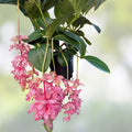 Royal Glow Magnifica Medinilla Starter Plant | Rare Live Tropical Indoor Plant | Houseplant, Cutting, Bare Root, Well Rooted