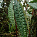 Anthurium Cutucuense Stem Cutting - Rooted Aroid Plant - Ecuador Tropical Houseplant - Variegated Foliage - Fast Growing