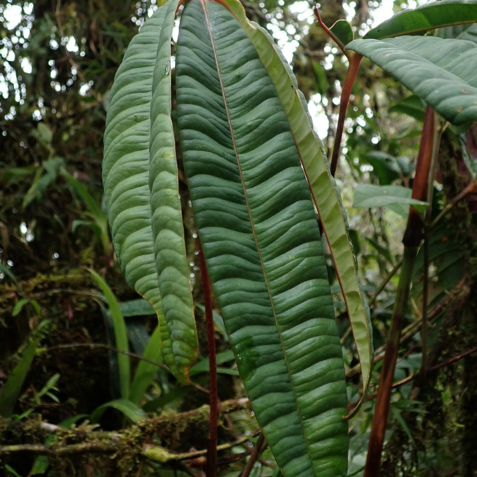 Anthurium Cutucuense Stem Cutting - Rooted Aroid Plant - Ecuador Tropical Houseplant - Variegated Foliage - Fast Growing