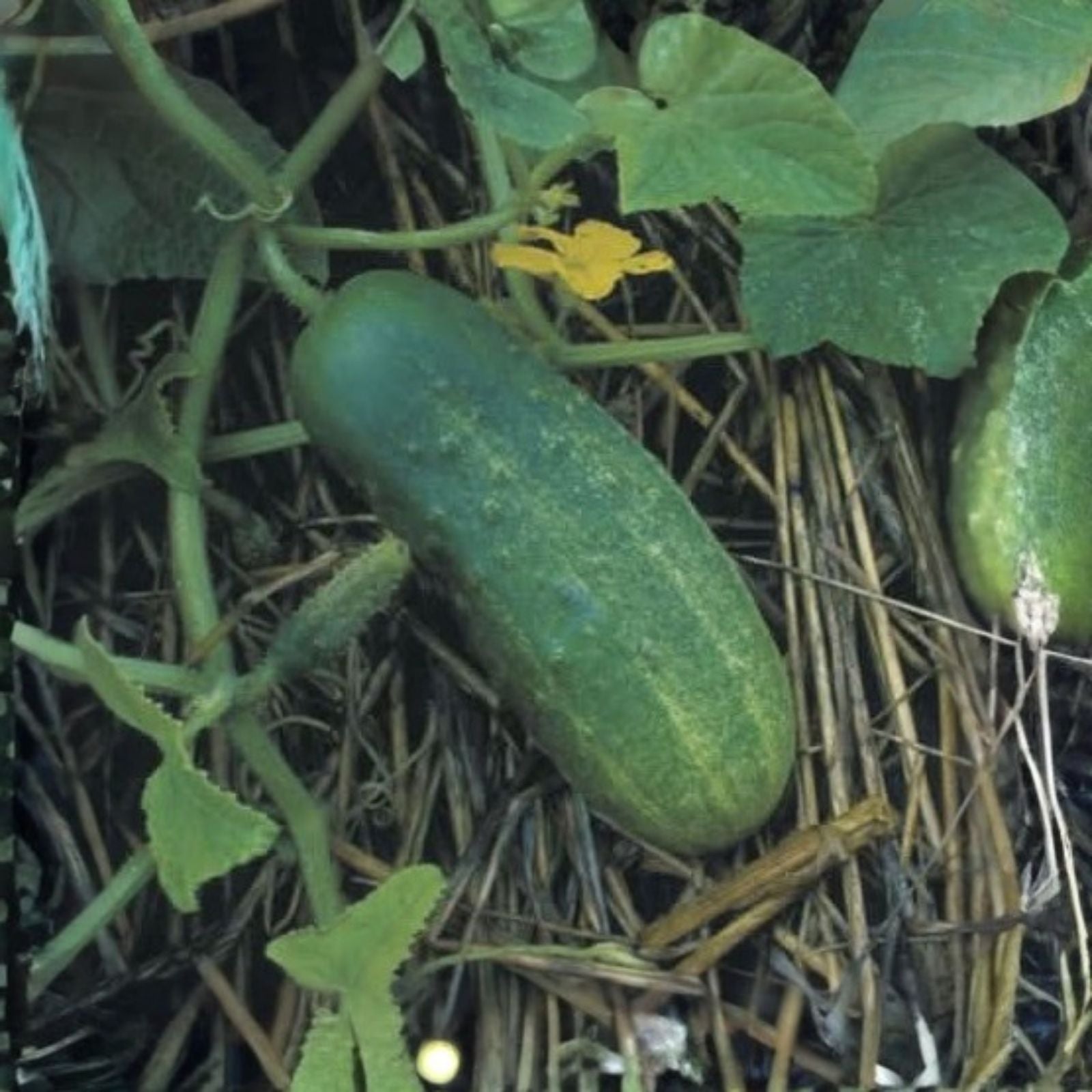Heirloom Pickling Cucumber Seeds – Non-GMO, Live Plant or Seed, Cucumis sativus, Perfect for Homemade Pickles, Starter Plant