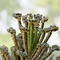 Mother of Millions Succulent Plant - Kalanchoe thyrsiflora Chandelier Cuttings - Indoor Houseplant Starter