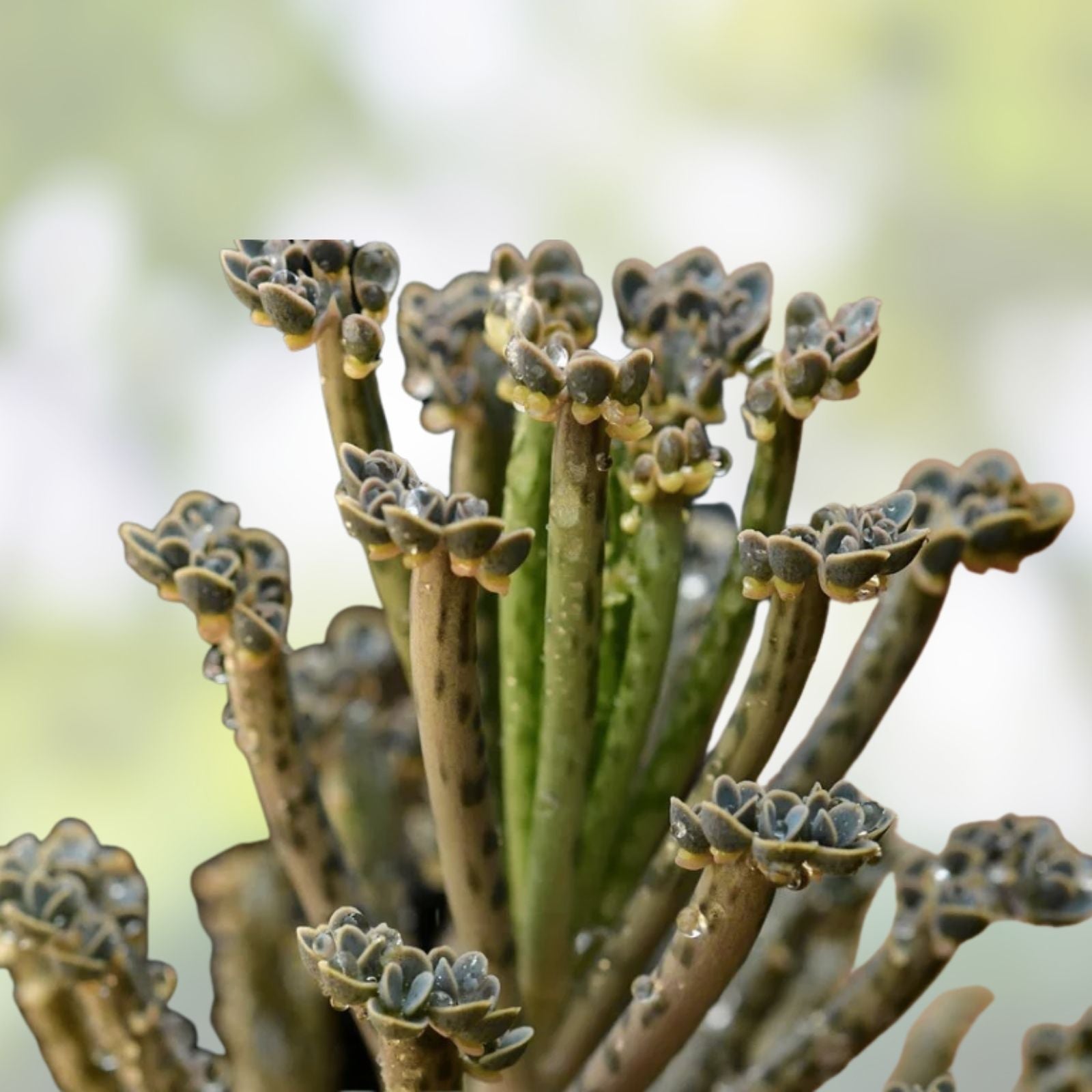 Mother of Millions Succulent Plant - Kalanchoe thyrsiflora Chandelier Cuttings - Indoor Houseplant Starter