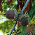 Willow Oak Seedlings Quercus phellos Live Trees Hardwood Native Wildlife-Friendly Fast-Growing 5 Pack