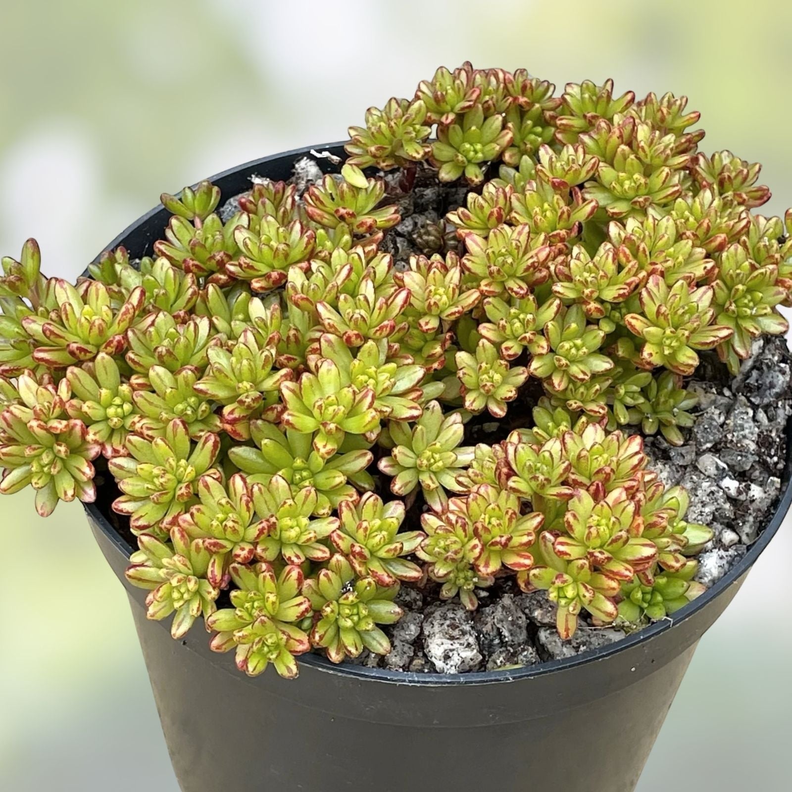 Variegated Aeonium Sedifolium Cuttings | Dwarf Succulent 10 Branches | Easy Care Houseplant | Aeonium Sedifolium