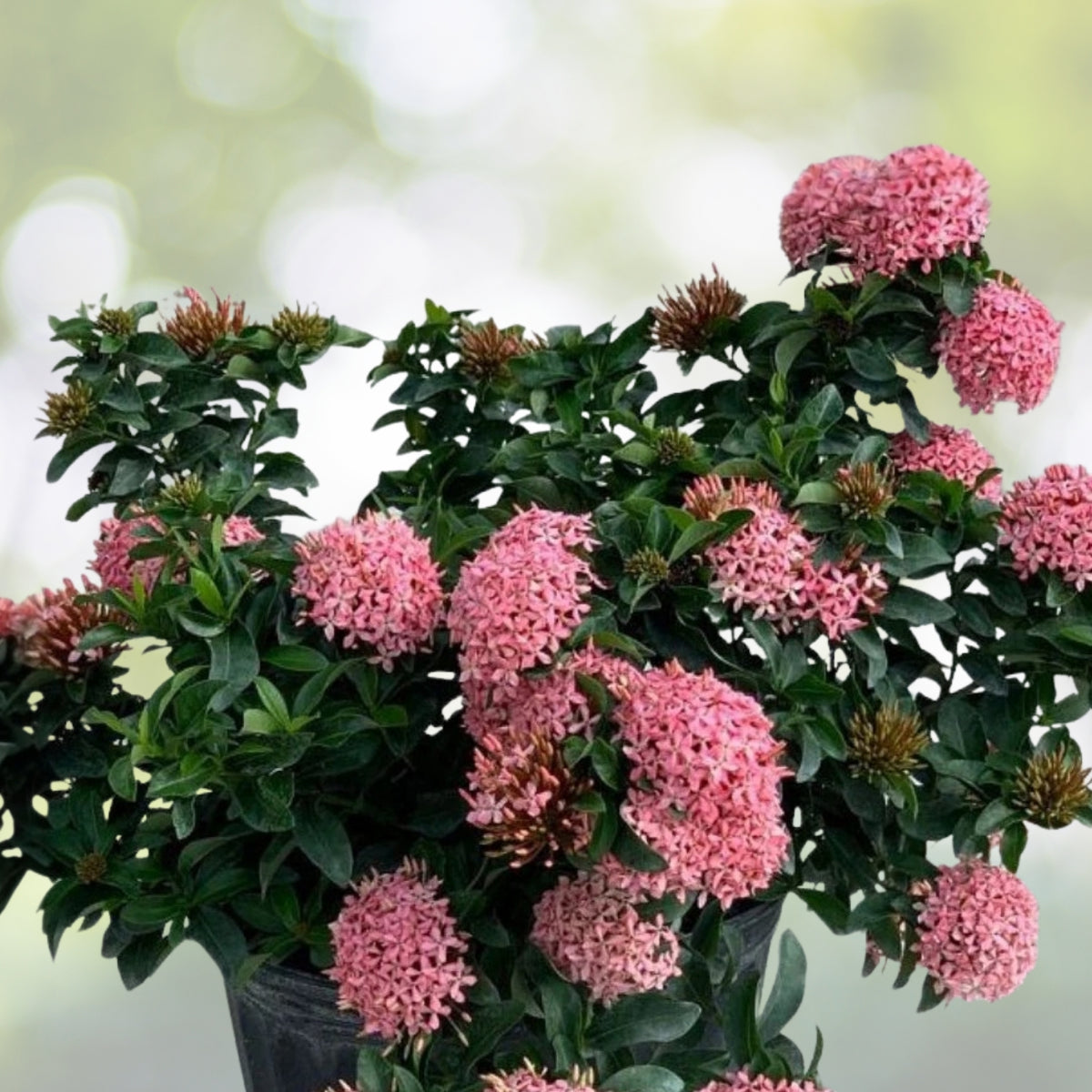 Dwarf Ixora Pink Live Plant 1 Gal Pot - Ixora chinensis - Compact Evergreen Shrub for Small Gardens - Set of 4
