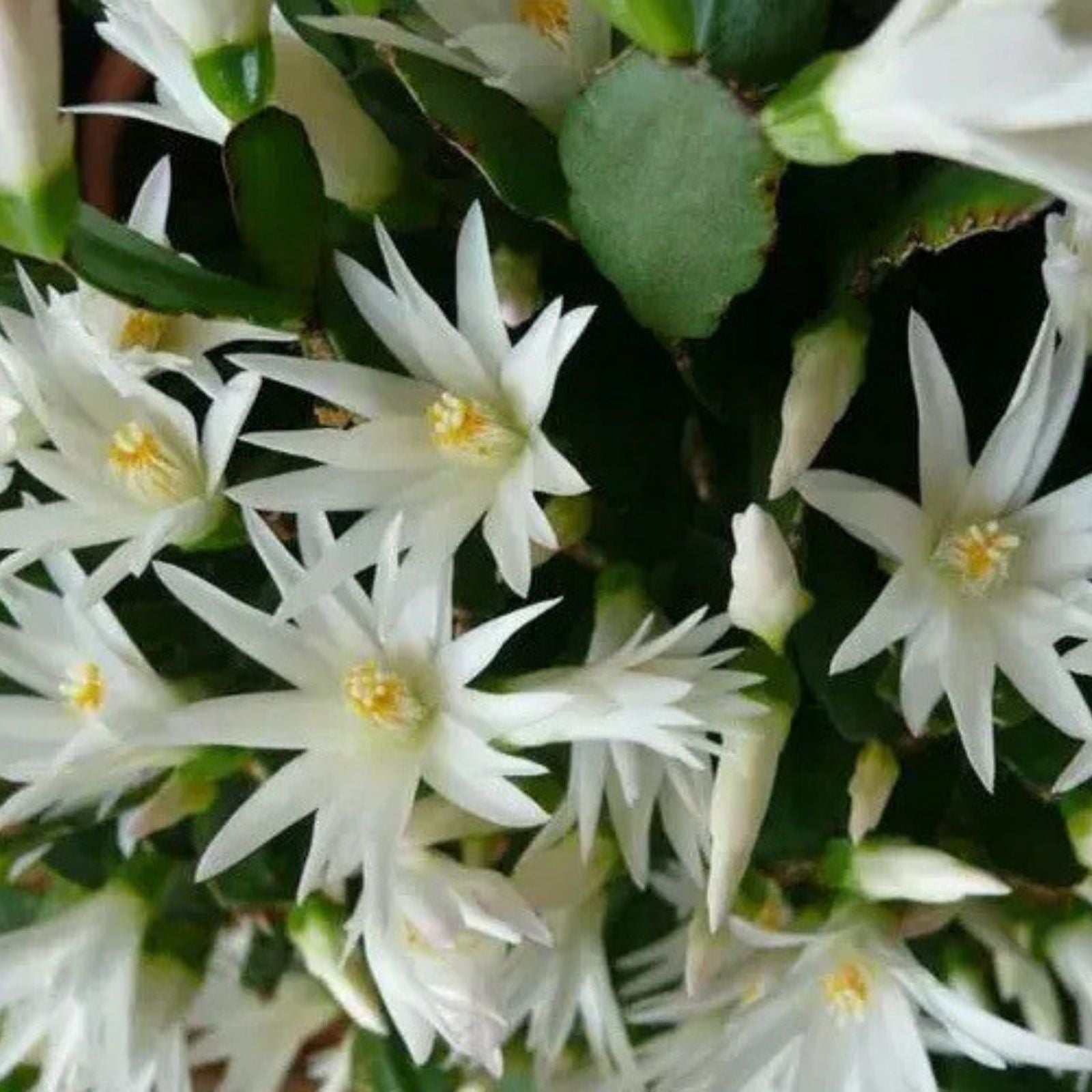 Easter Cactus Plant White Spring Sunrise Rhipsalidopsis Houseplant Live Rooted Cutting Indoor Blooming Succulent