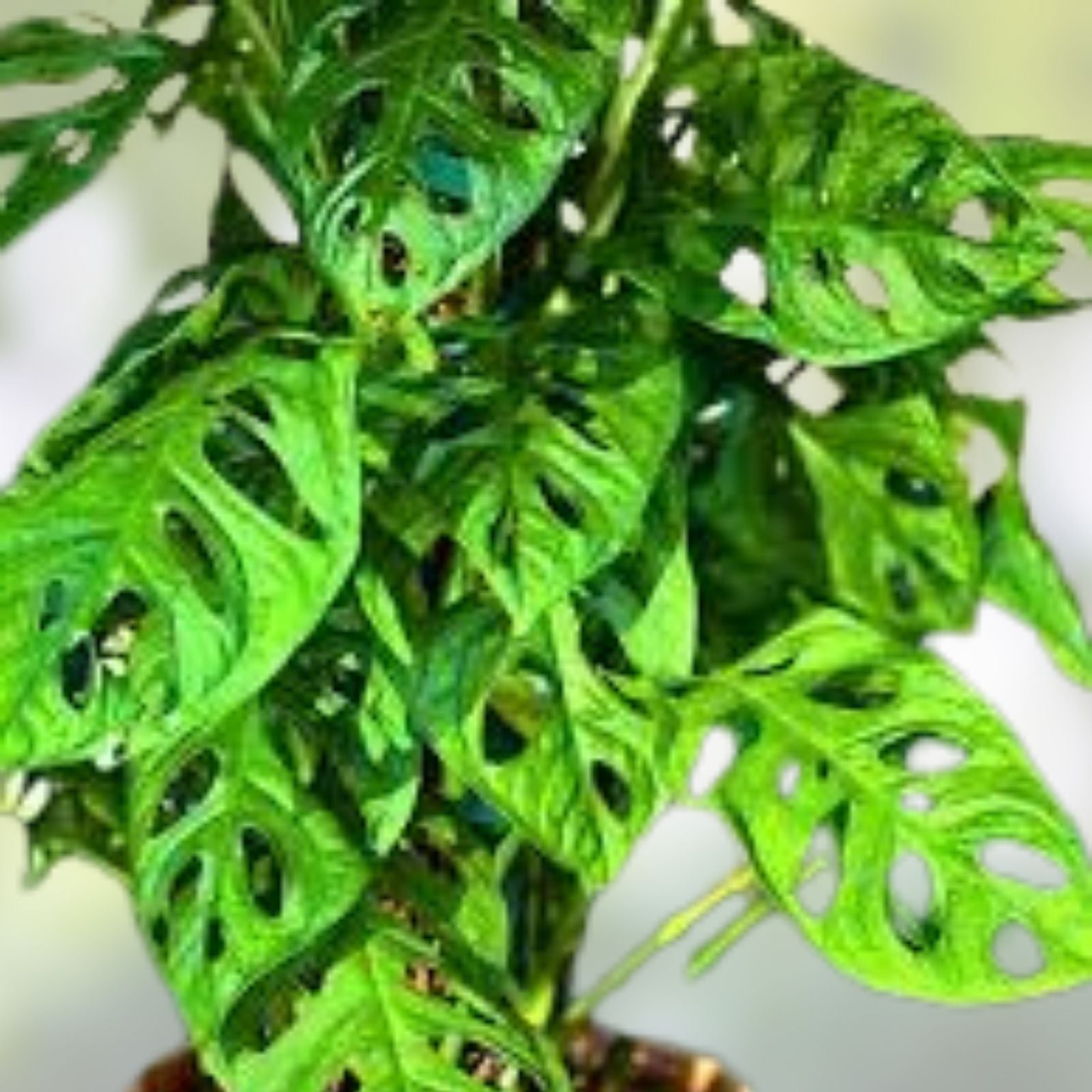Monstera adansonii Plant Cutting Swiss Cheese Variegated Indoor Houseplant Live Rooted Starter
