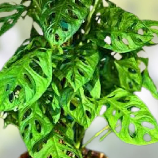Monstera adansonii Plant Cutting Swiss Cheese Variegated Indoor Houseplant Live Rooted Starter