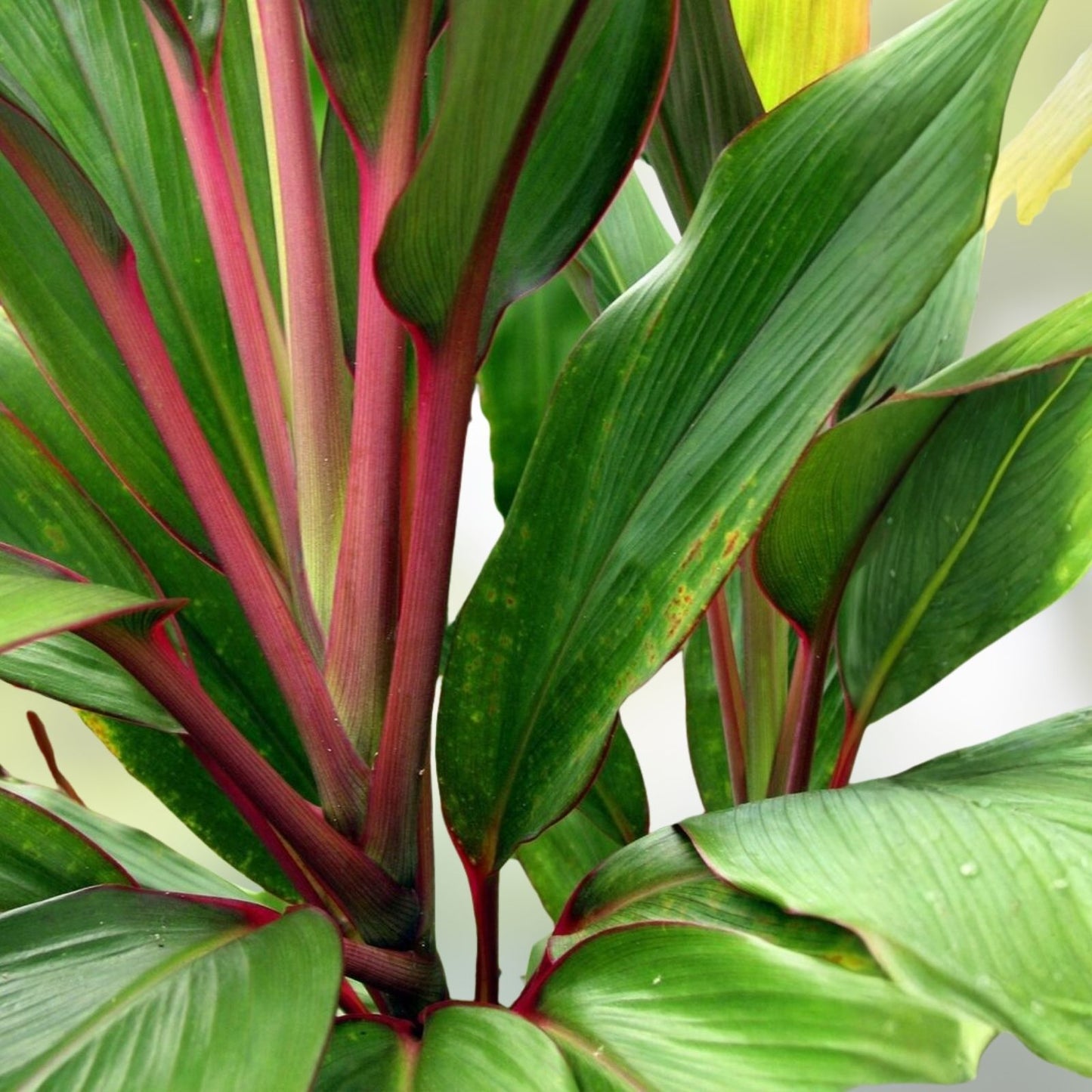 Hawaiian Ti Leaf Cuttings Set of 3 – Green Pink Red Live Plant, Dracaena spp, Starter Plant, Bare Root, Houseplant