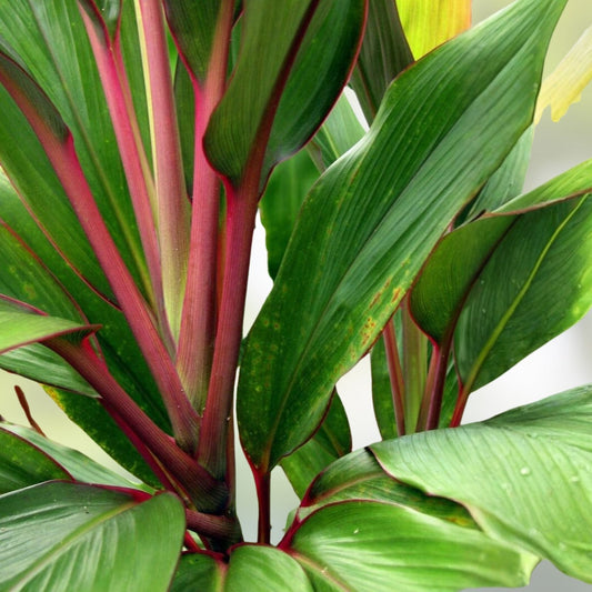 Hawaiian Ti Leaf Cuttings Set of 3 – Green Pink Red Live Plant, Dracaena spp, Starter Plant, Bare Root, Houseplant
