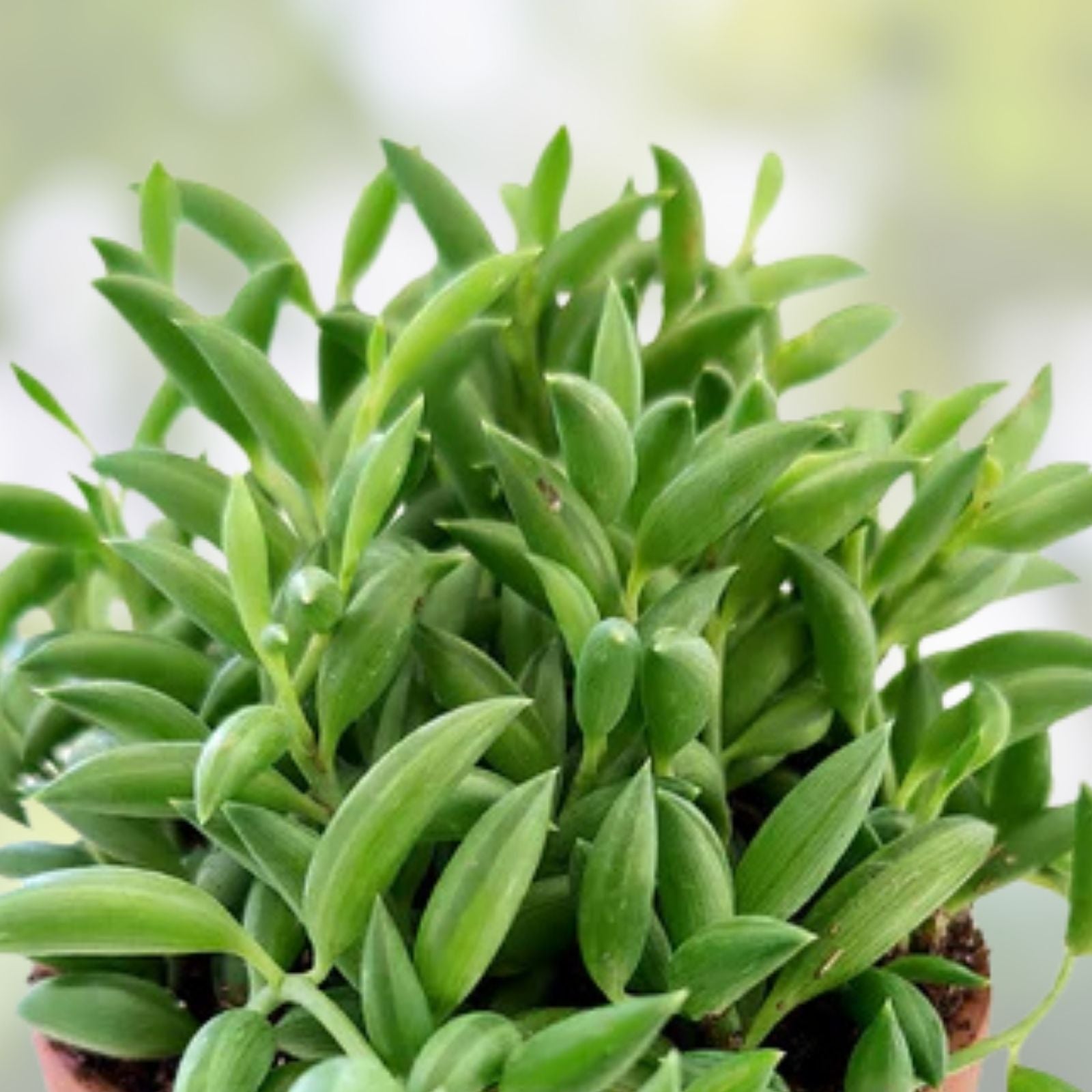String of Bananas Cuttings – 4-6" Succulent Propagation Clippings – Senecio radicans Plant for Decor – Fresh Stock