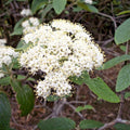 Viburnum Allegheny Cuttings Hardy Flowering Bush 6 Pack for Hedge Planting Viburnum x rhytidophyllum