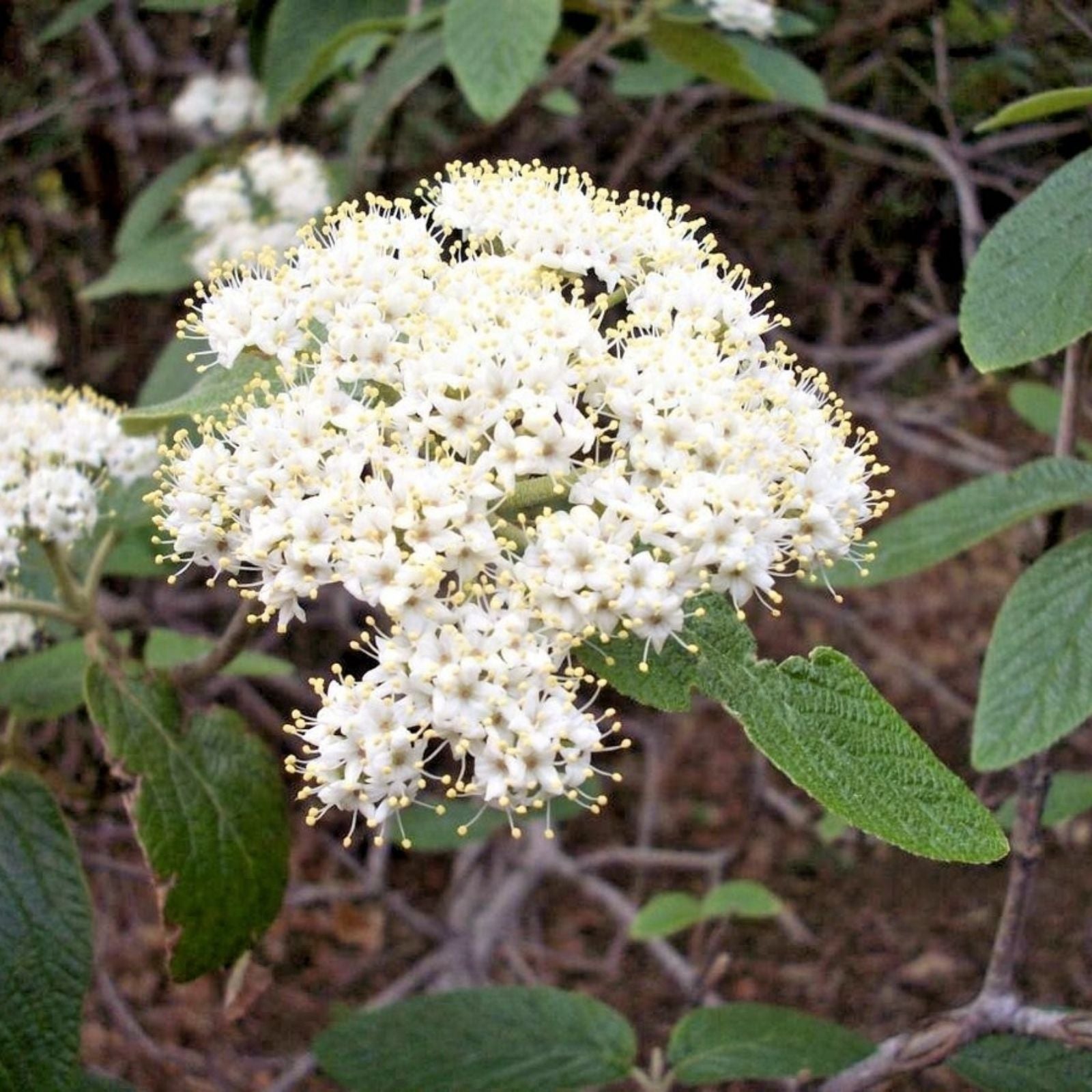 Viburnum Allegheny Cuttings Hardy Flowering Bush 6 Pack for Hedge Planting Viburnum x rhytidophyllum