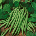 Blue Lake Bush Green Bean Seeds – Heirloom Phaseolus vulgaris Starter Plants for Fresh Cooking Preservation
