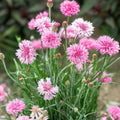 Bachelor Button Seeds 50 Count Tall Pink Centaurea cyanus Garden Flower Seeds, Live Plant, Cutting, Bare Root, Starter Plant