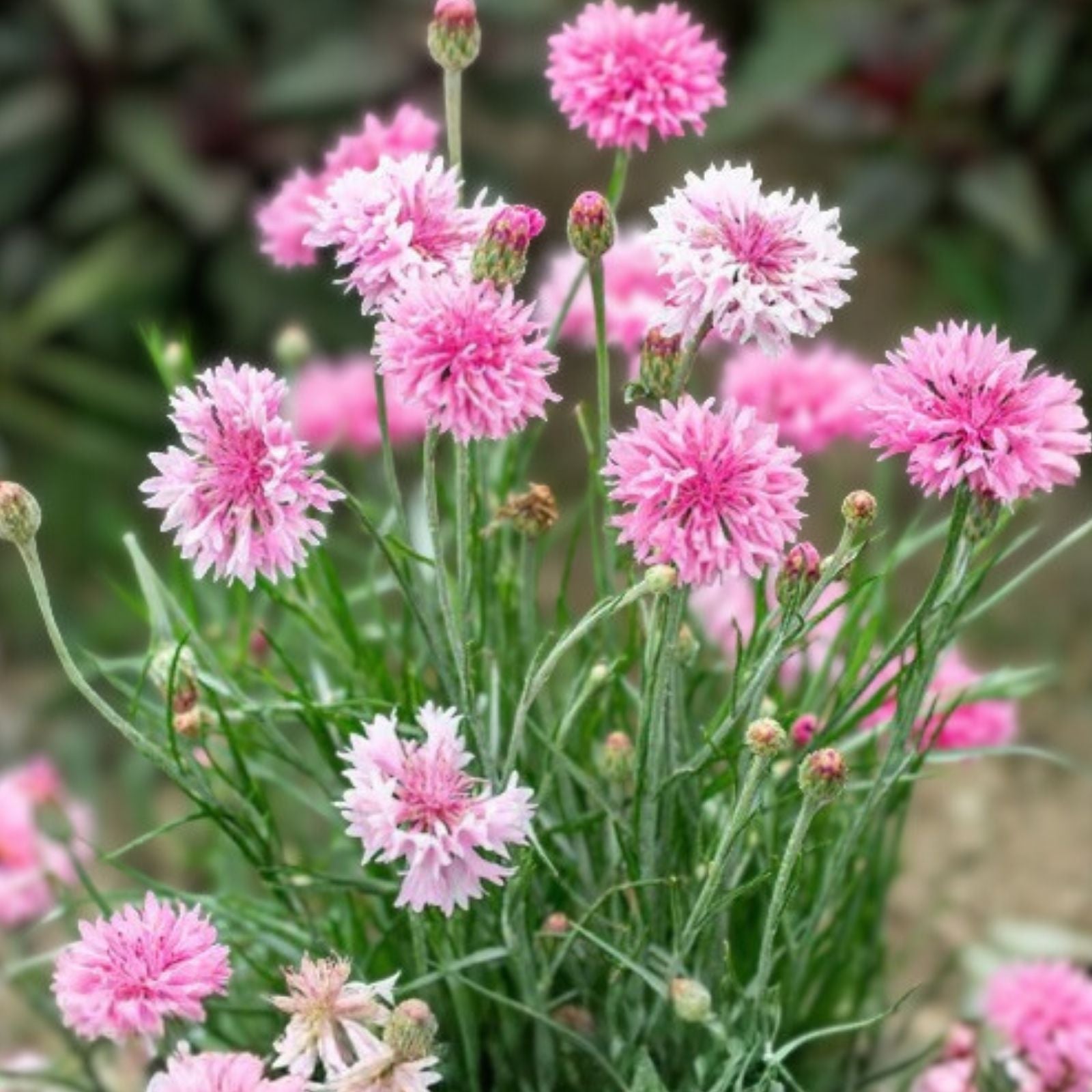 Bachelor Button Seeds 50 Count Tall Pink Centaurea cyanus Garden Flower Seeds, Live Plant, Cutting, Bare Root, Starter Plant