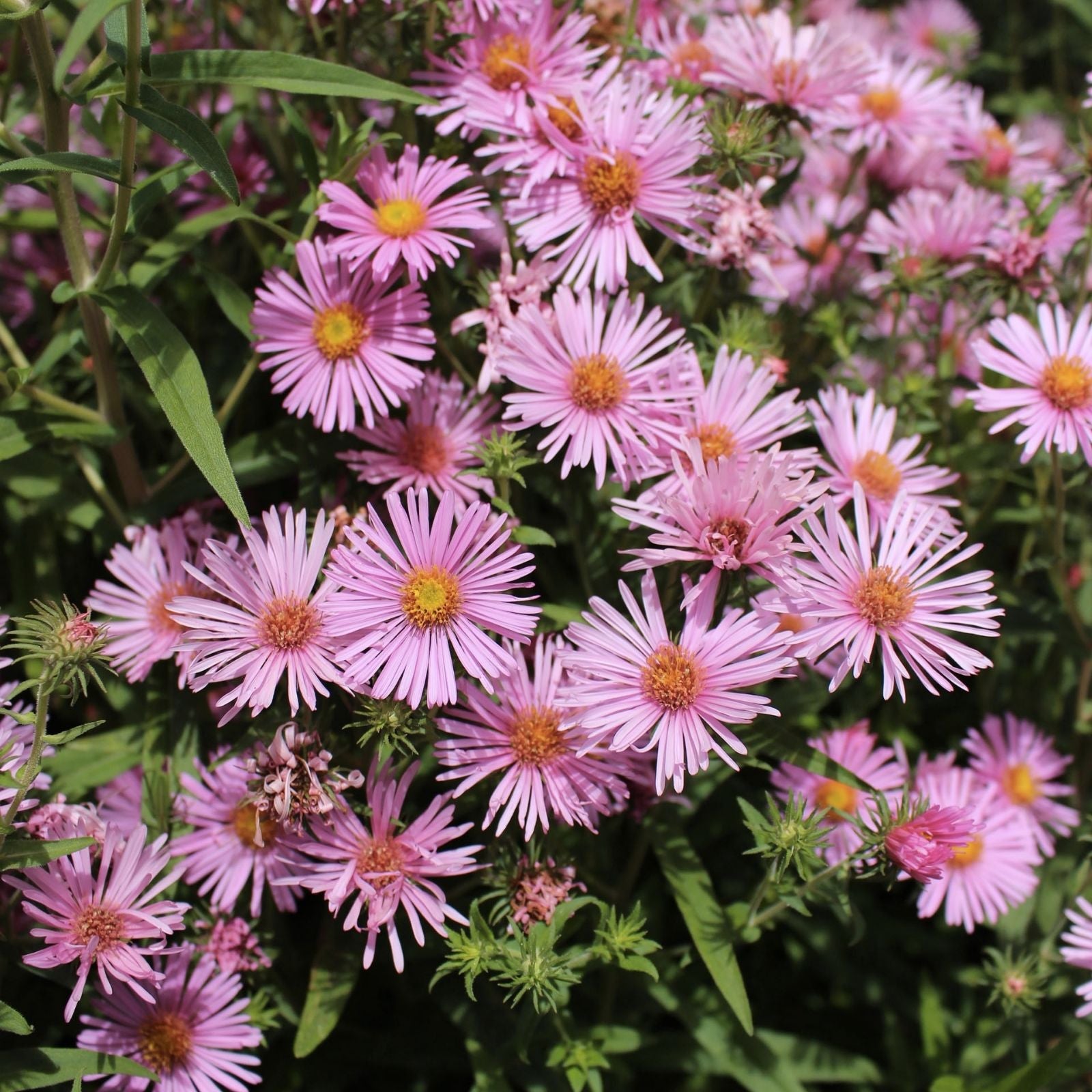 Bonita Rose Aster Seeds 30 Pack - Aster novae-angliae Perennial Flower Seeds, USA Grown, Live Plant, Cutting, Bare Root, Starter Plant