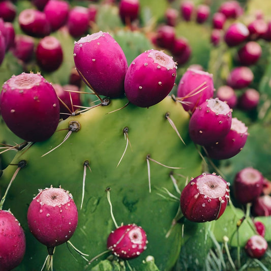 Large Cold Weather Prickly Pear Cactus Pads – Drought-Tolerant Succulent Opuntia spp. 6-10 Inches