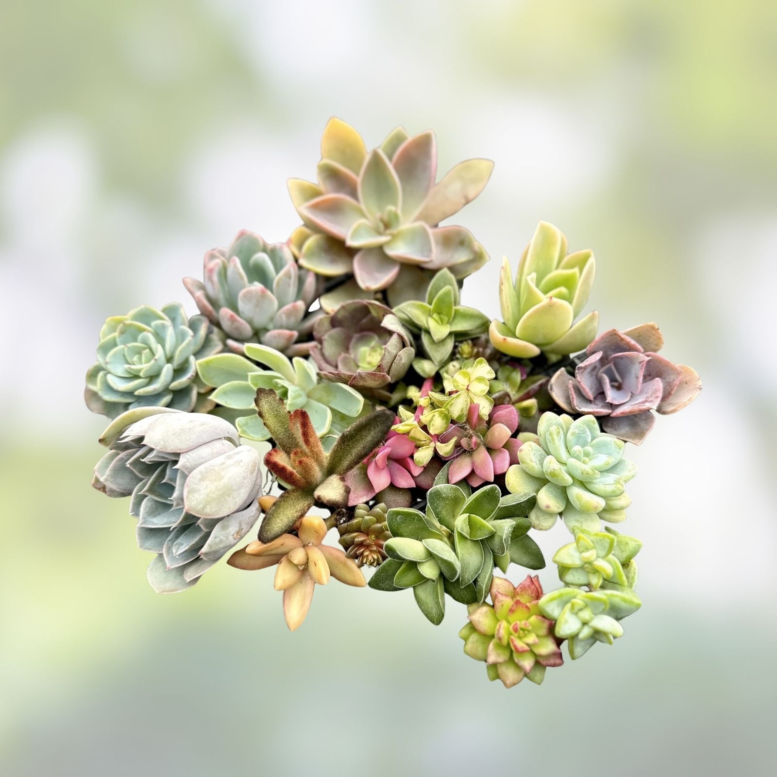 Assorted Succulent Plant Cuttings - 6 Varieties for DIY Arrangements, Home Decor, Live Plants, Starter Plants
