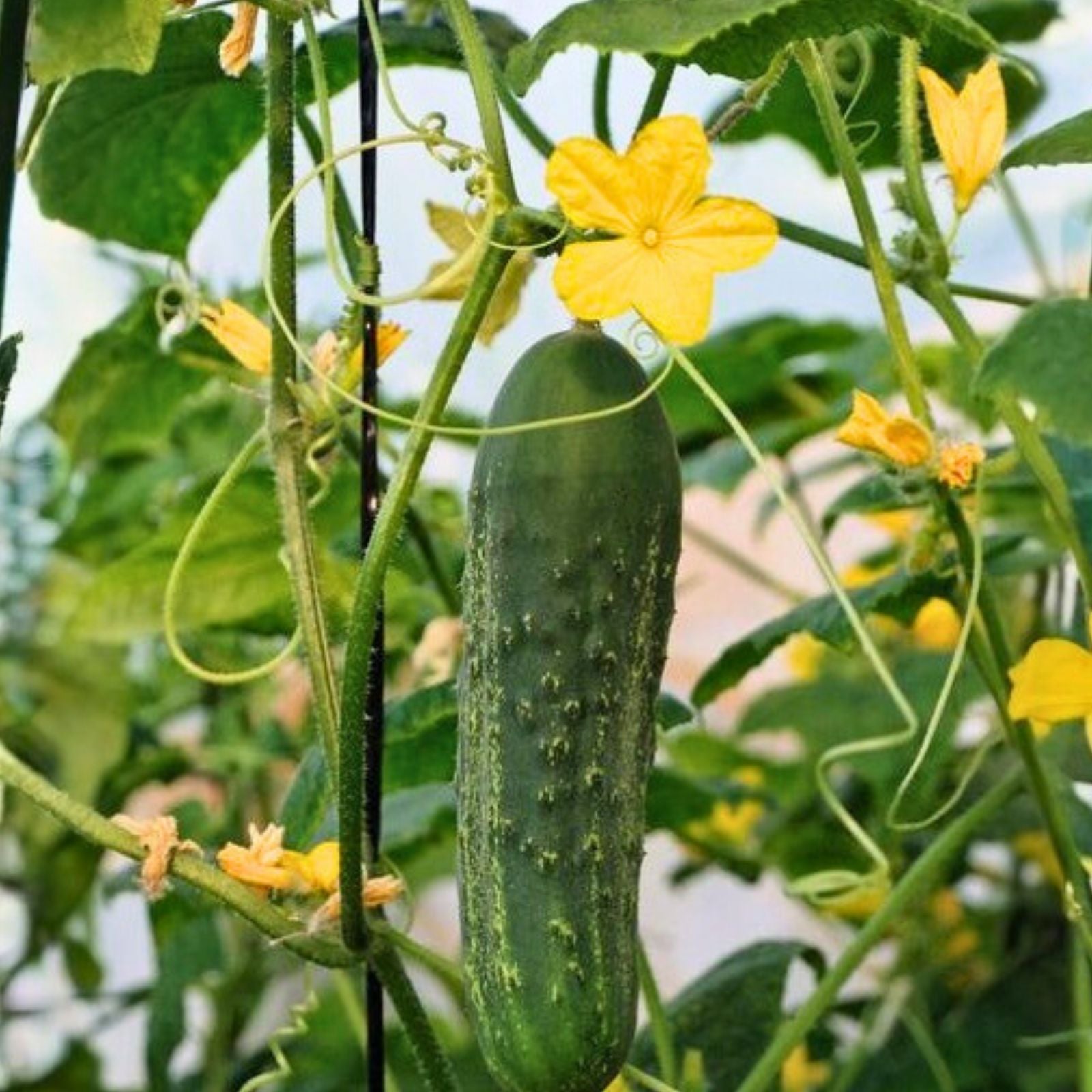 Cucumber Seeds Heirloom Non-GMO Marketer Variety Cucumis sativus Vegetable Seeds 50 Count for Gardening