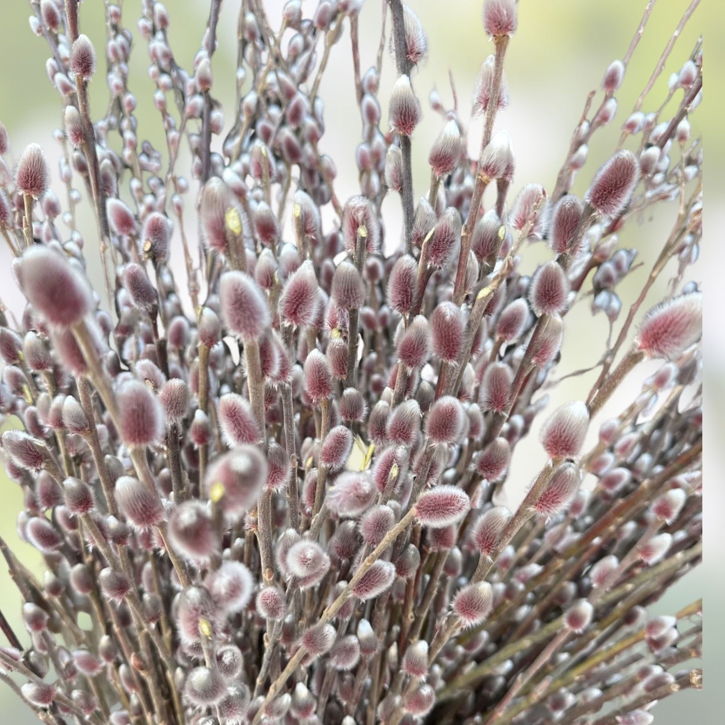 Pussy Willow Cuttings 18" Salix discolor Live Plant Bare Root Shrub for Propagation and Planting