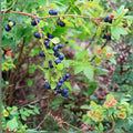 Farkleberry Tree Seedling Vaccinium arboreum Rare Edible Shrub Drought Tolerant Zones 6-9