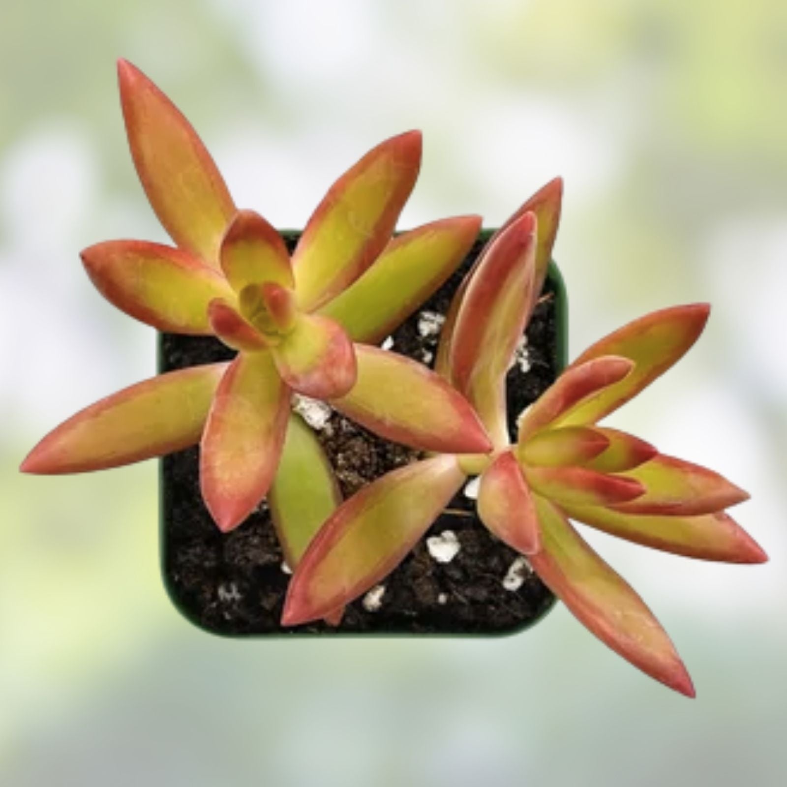 Austrocylindropuntia Verschaffeltii Cactus Succulent Live Plant 2 Inch Drought-Tolerant Houseplant Garden Decor