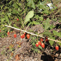 Goji Berry Plant Cuttings – 5 Live Potting Cuttings – Lycium barbarum – Edible Fruit Bush – Fast Growing, Ready to Plant