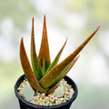 Aloe Pearsonii Rooted Cutting Succulent Plant Orange-Red Edges Indoor Outdoor Houseplant