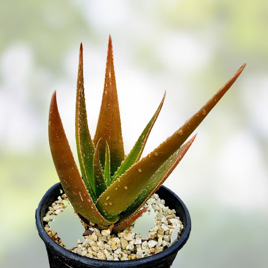 Aloe Pearsonii Rooted Cutting Succulent Plant Orange-Red Edges Indoor Outdoor Houseplant