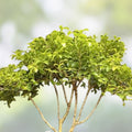 Mame Bonsai Tree 9” Kingsville Boxwood in Glazed Drilled Tea Pot Buxus microphylla, Miniature Evergreen Plant, Indoor Garden