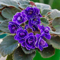 African Violet Leaf Cutting ND-Northern Palmyra | Saintpaulia ionantha Propagation Plant Care