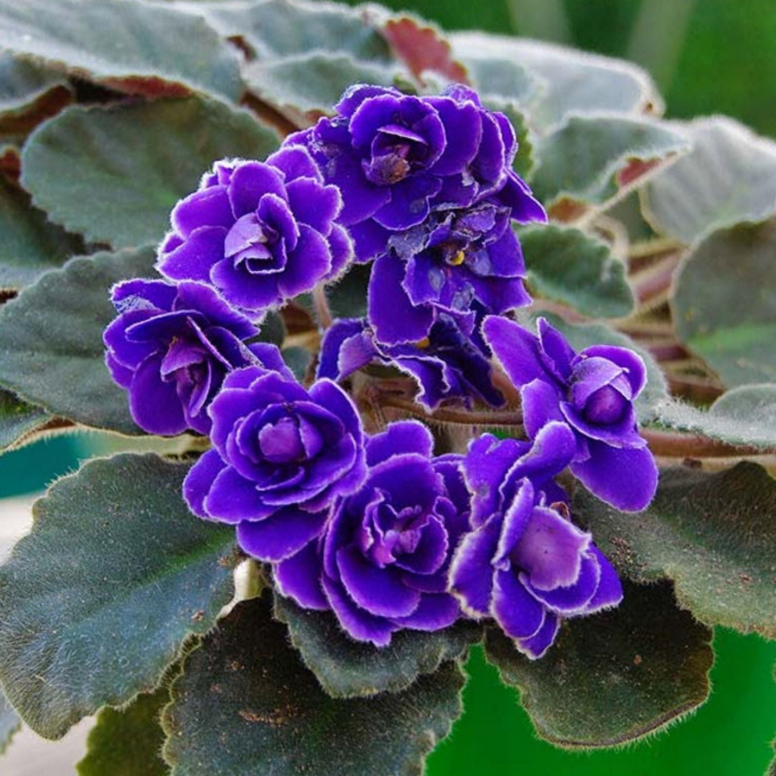 African Violet Leaf Cutting ND-Northern Palmyra | Saintpaulia ionantha Propagation Plant Care