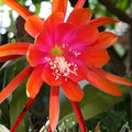 Epiphyllum 'Mr. P' Rooted Cutting Rare Orchid Cactus Indoor Houseplant Easy Care Succulent