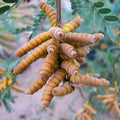 Screw Bean Mesquite Tree Seeds Prosopis Pubescens Drought-Tolerant Native Landscaping Plant 10 Pods