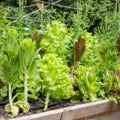 Dalton's Favorite Mix Vegetable & Herb Seeds 2 oz - Live Plant, Seed Blend, Home Gardening, Starter Plant, Bare Root, Cutting