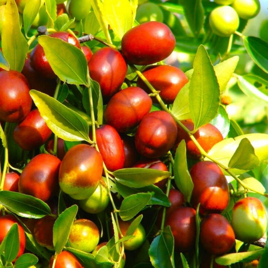 Jujube Cuttings 10pcs Sherwood Variety Chinese Red Date Ziziphus jujuba Fruit Tree Propagation Live Plant