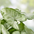 Syngonium White Butterfly Arrowhead Plant Cutting, Variegated Indoor Houseplant, Live Starter Plant, Goosefoot Plant