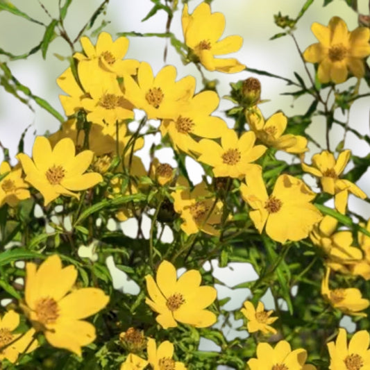 Lucky Nut Bush Seeds 5 Pack - Thevetia peruviana Tropical Flowering Plant Seeds for Gardening and Landscaping