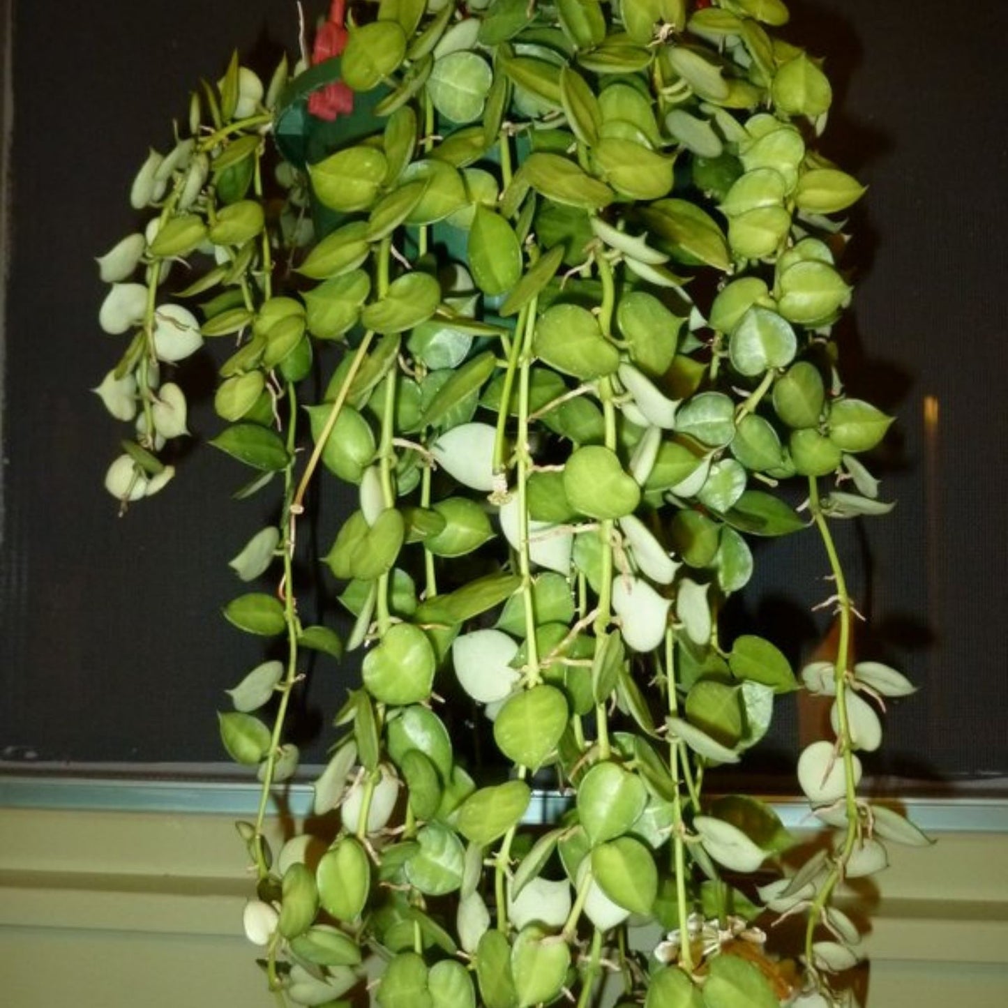 Hoya Bella Cutting – One Stem Live Houseplant – Indoor Trailing Green Plant – California Grown – Hoya bella – Easy Care Indoor Plant